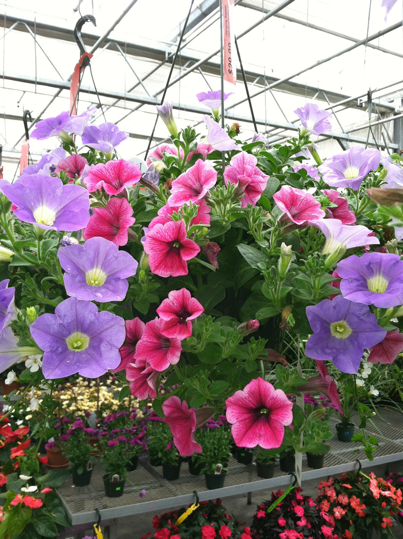 greenhouse-flowers-hart-farm-cape-cod
